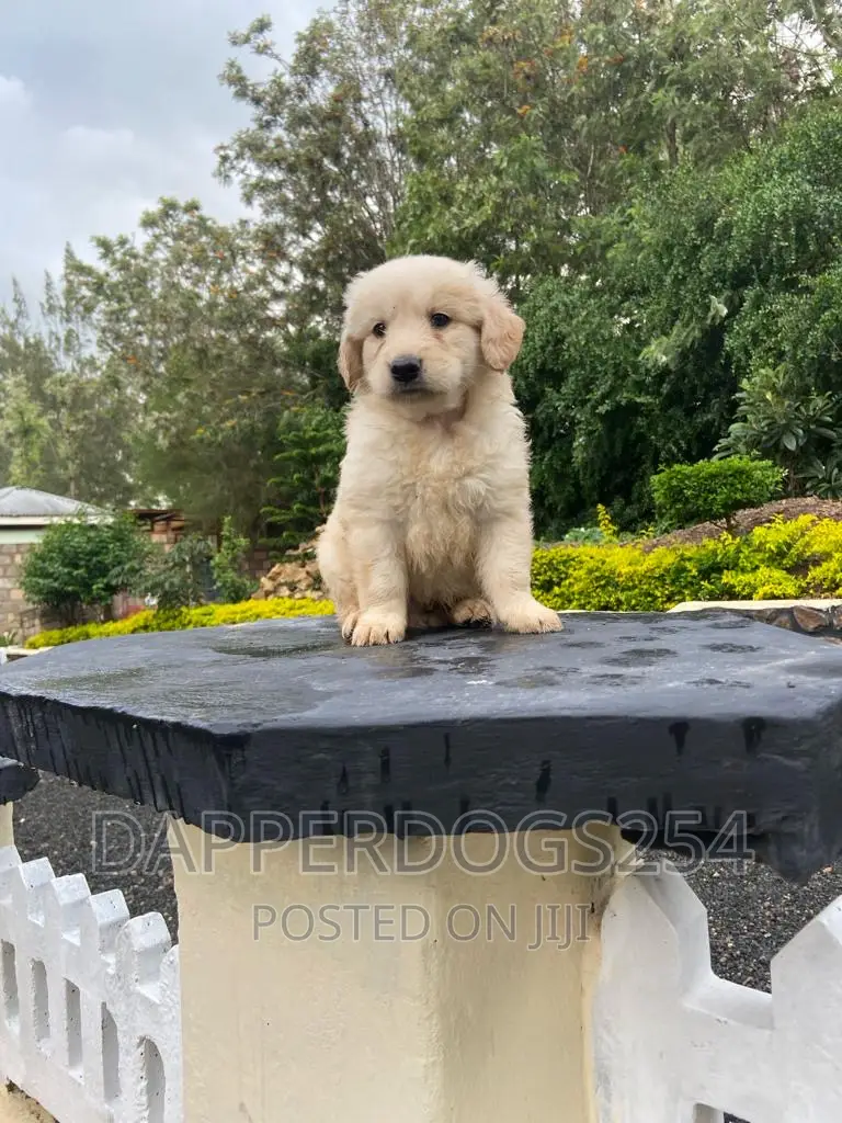 1-3 months Male Purebred Golden Retriever