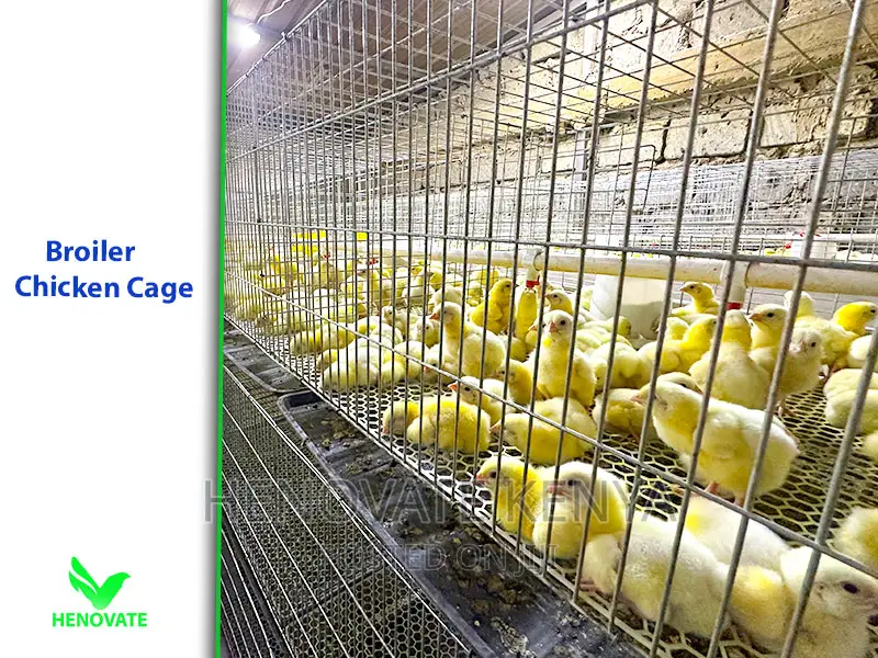 Right Broiler Chicken Cages for Your Poultry