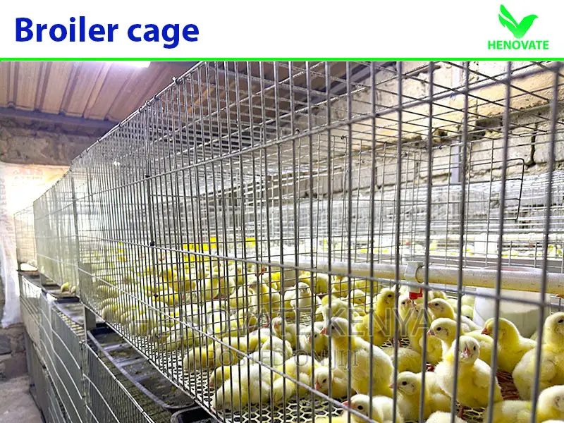 Commercial Broiler Chicken Cage