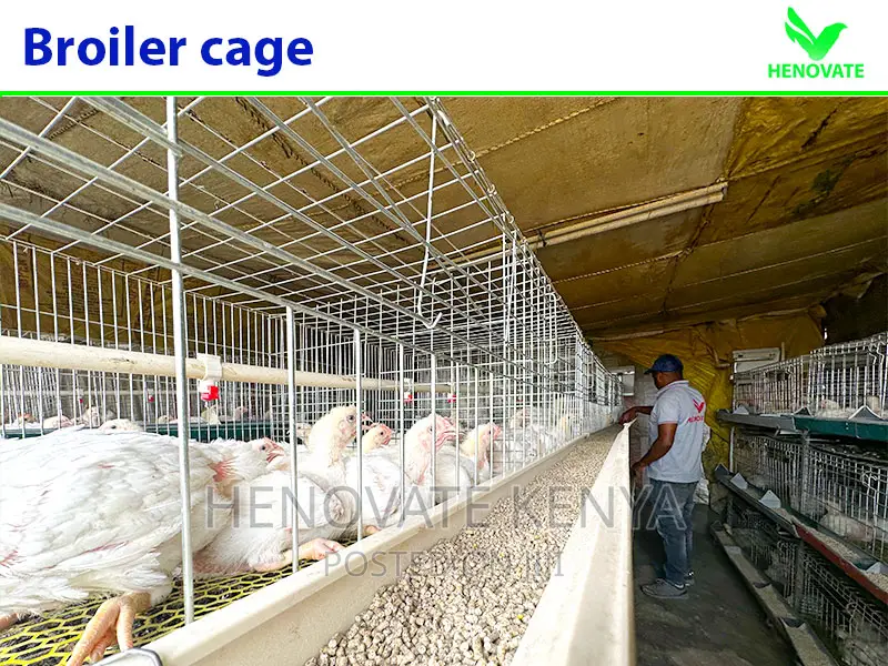 Commercial Broiler Chicken Cage
