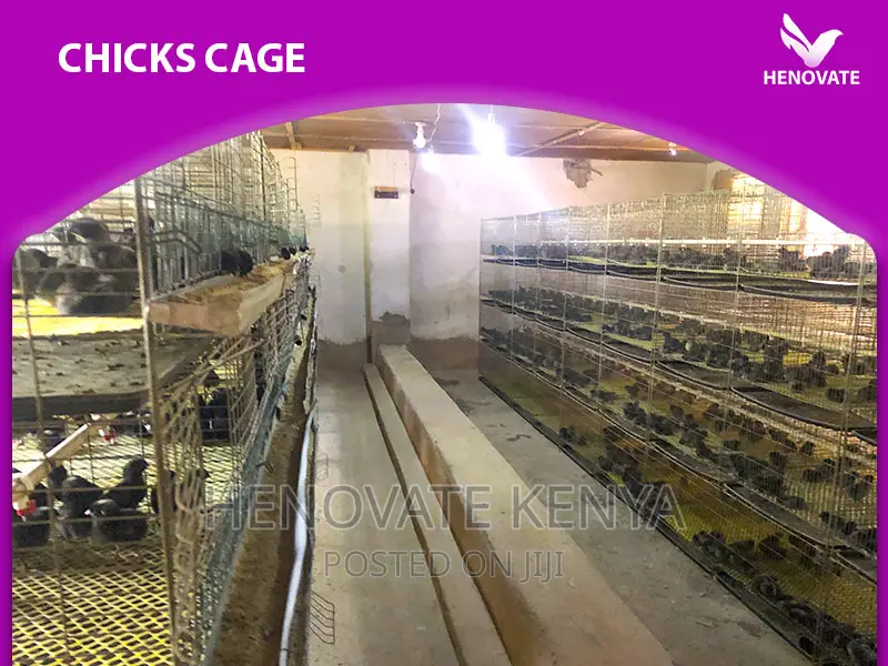 Best Chicks Cage in Kenya