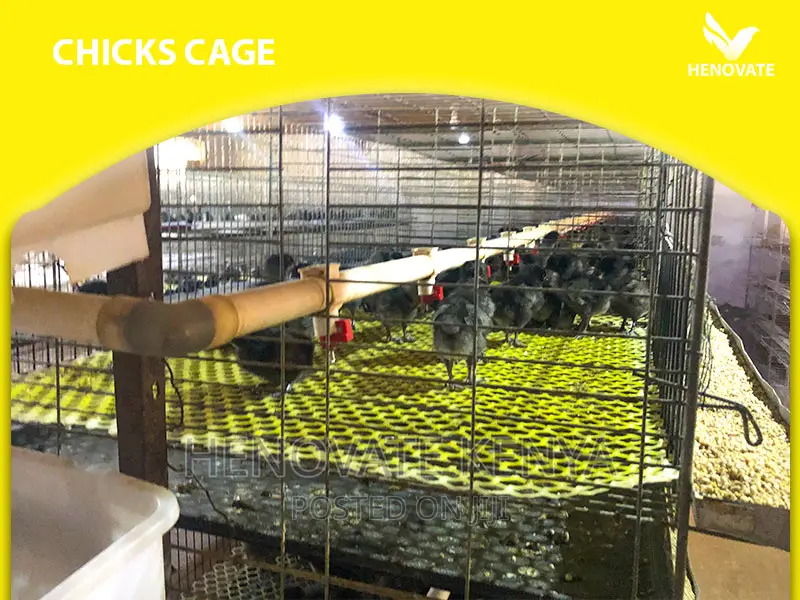 Baby Chick Cage System in Kenya