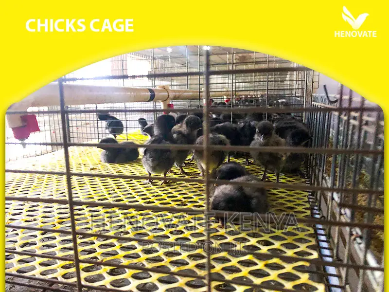 Baby Chick Cage System in Kenya