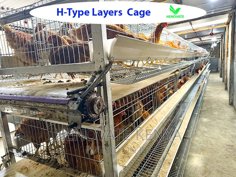 Top-Notch H Type Chicken Layer Cage in Kenya(Try This Today