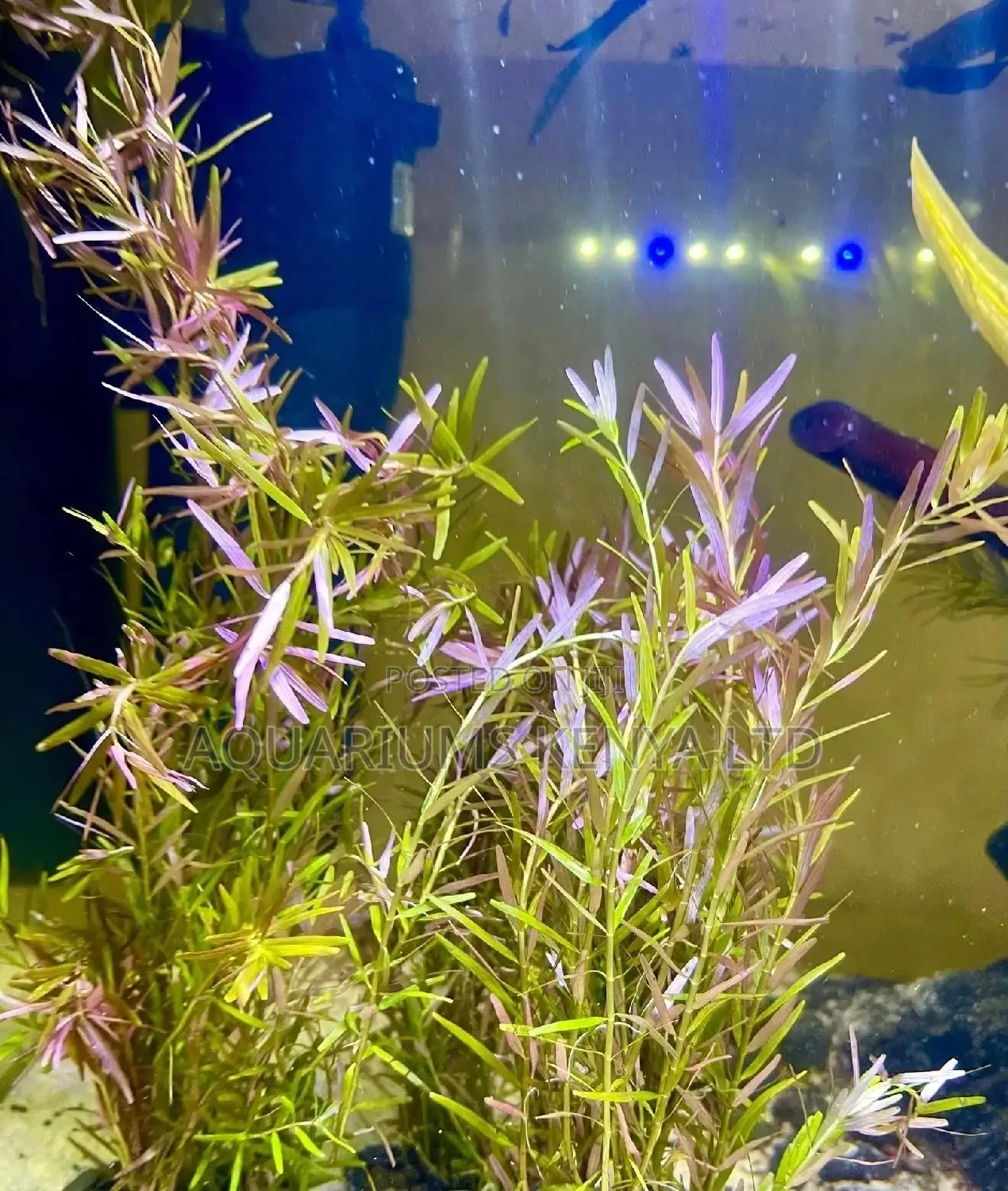 Rotala Rutundifolia , Aquarium Live Plants