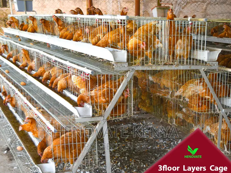 3floor Battery Chicken Cage With Automatic System