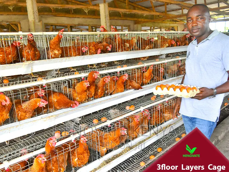 3floor Battery Chicken Cage With Automatic System