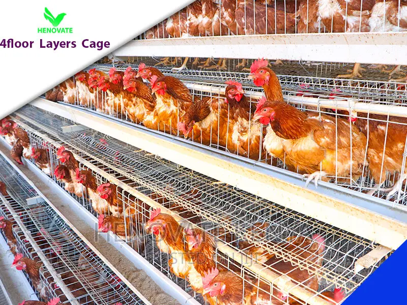 128 Birds Chicken Layers Cage in Kenya(Ruiru).