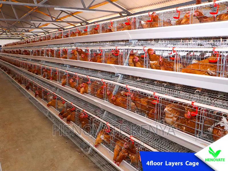 4floor Chicken Layers Cage/128 Birds in Kenya
