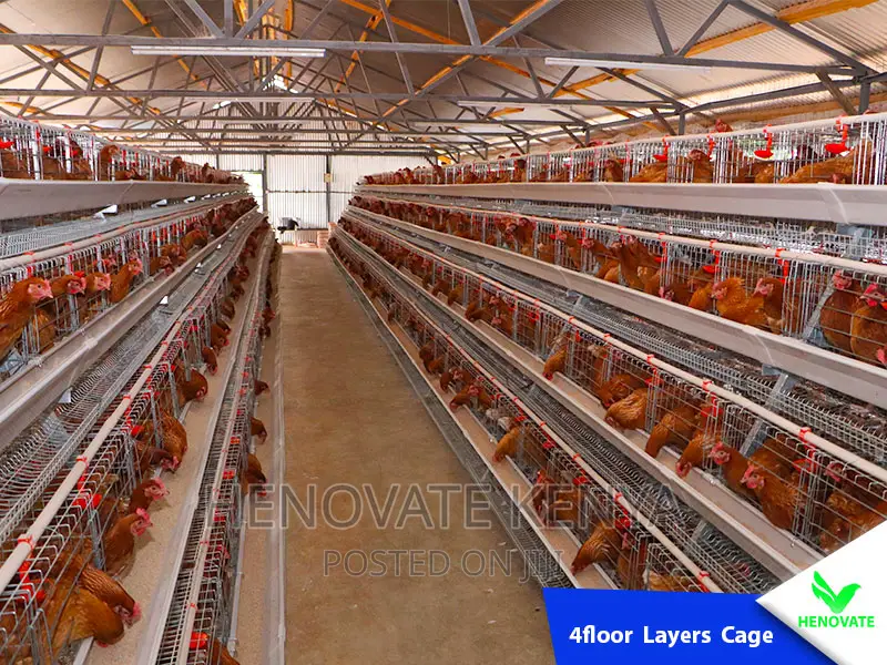 4floor Chicken Layers Cage/128 Birds in Kenya