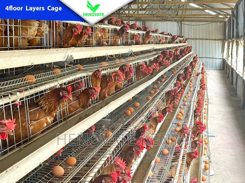 4floor Chicken Layers Cage/128 Birds/Brand New Cage
