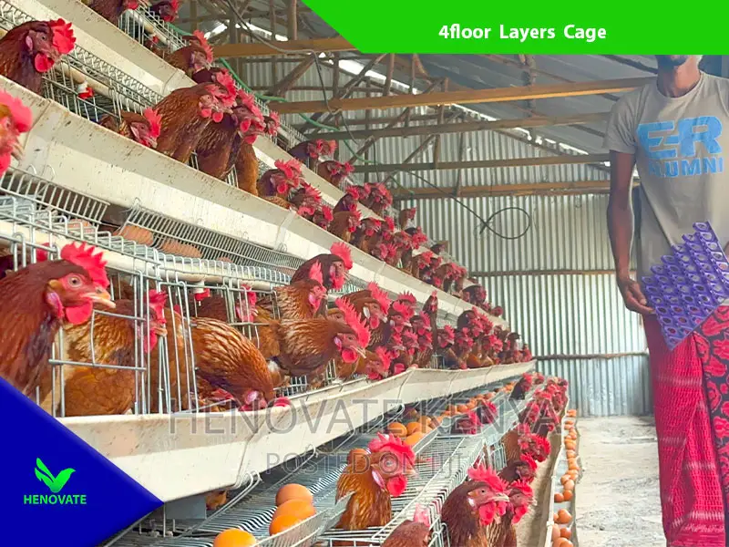 Chicken Layers Cage in Kenya /128 Birds