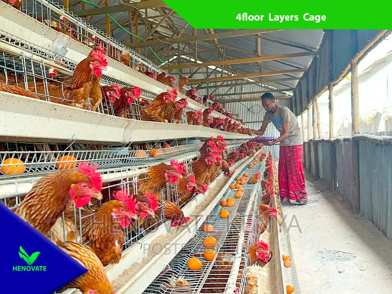 Chicken Layers Cage in Kenya /128 Birds