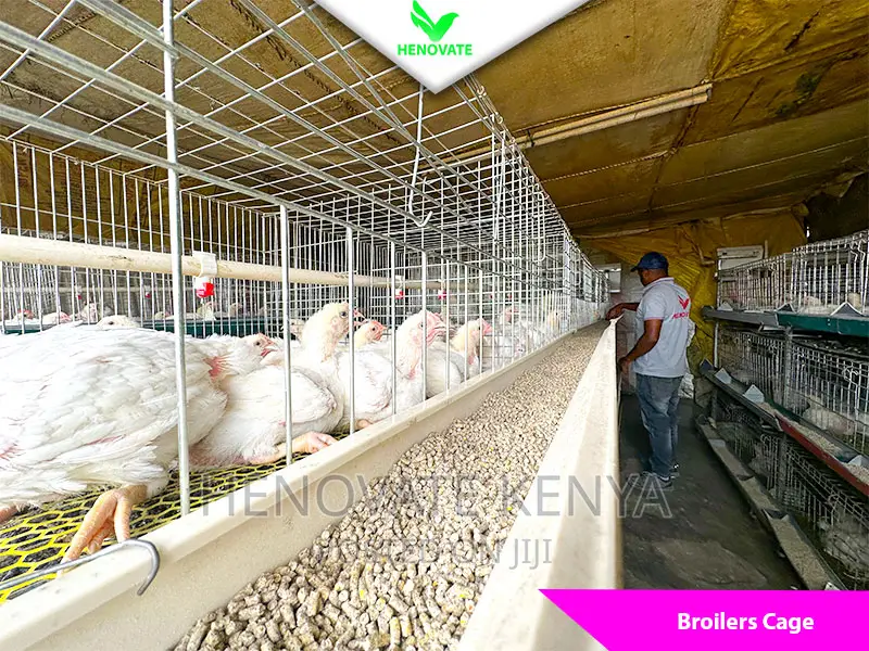 Best Broiler Cage(Try This Today)Saves Space