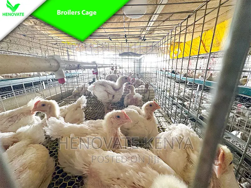Reliance Poultry BROILER Cages in Kenya With Quality Feeders