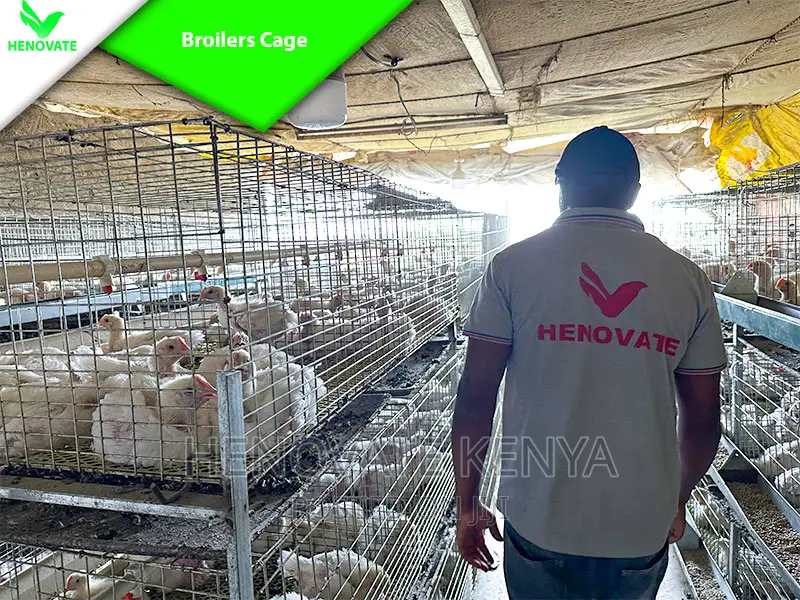 Reliance Poultry BROILER Cages in Kenya With Quality Feeders