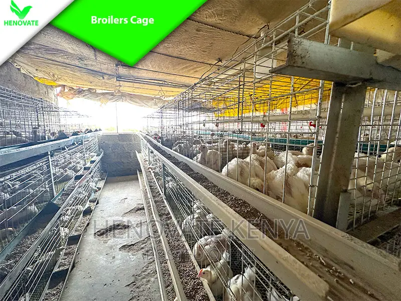 Reliance Poultry BROILER Cages in Kenya With Quality Feeders