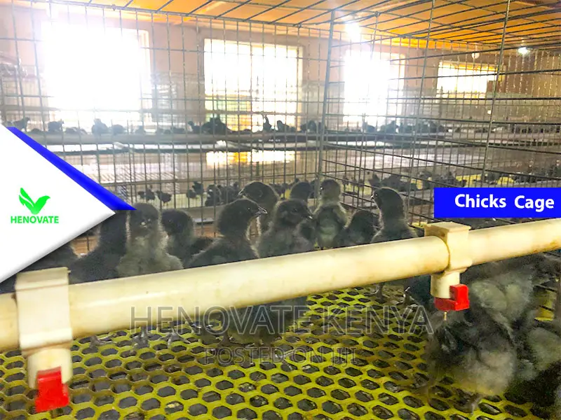 Baby Chick Battery Cage