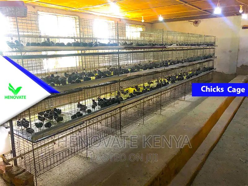 Baby Chick Battery Cage