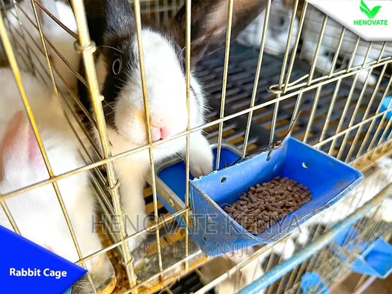 Rabbit Cages With Feeders Drinkers in Kenya With One Year Wa