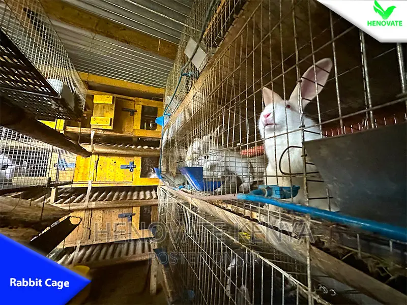 Rabbit Cages With Feeders Drinkers in Kenya With One Year Wa