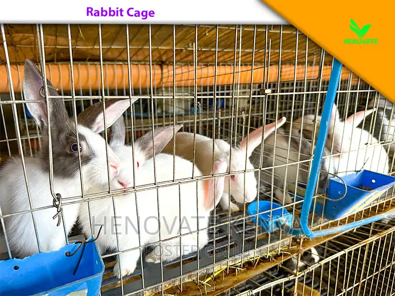 Rabbit Farming Cages