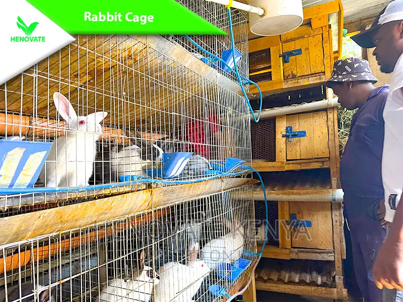 Rabbit Cages With Feeders in Kenya One Year Warranty