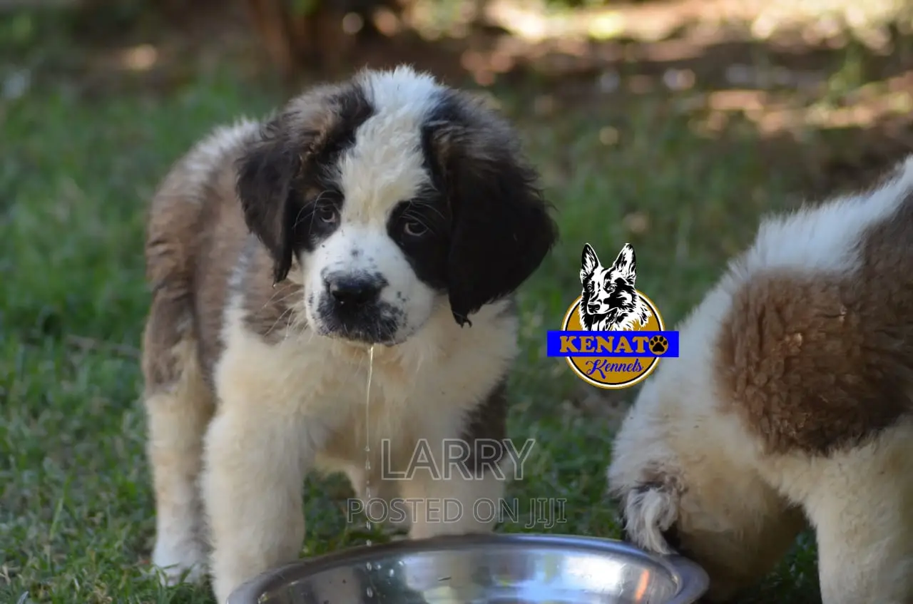 1-3 months Female Purebred Saint Bernard