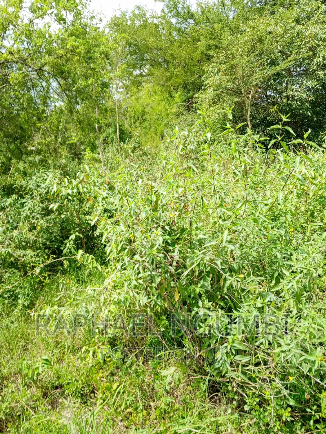 Eleven (11) Acres at Masii After Masii Girls.