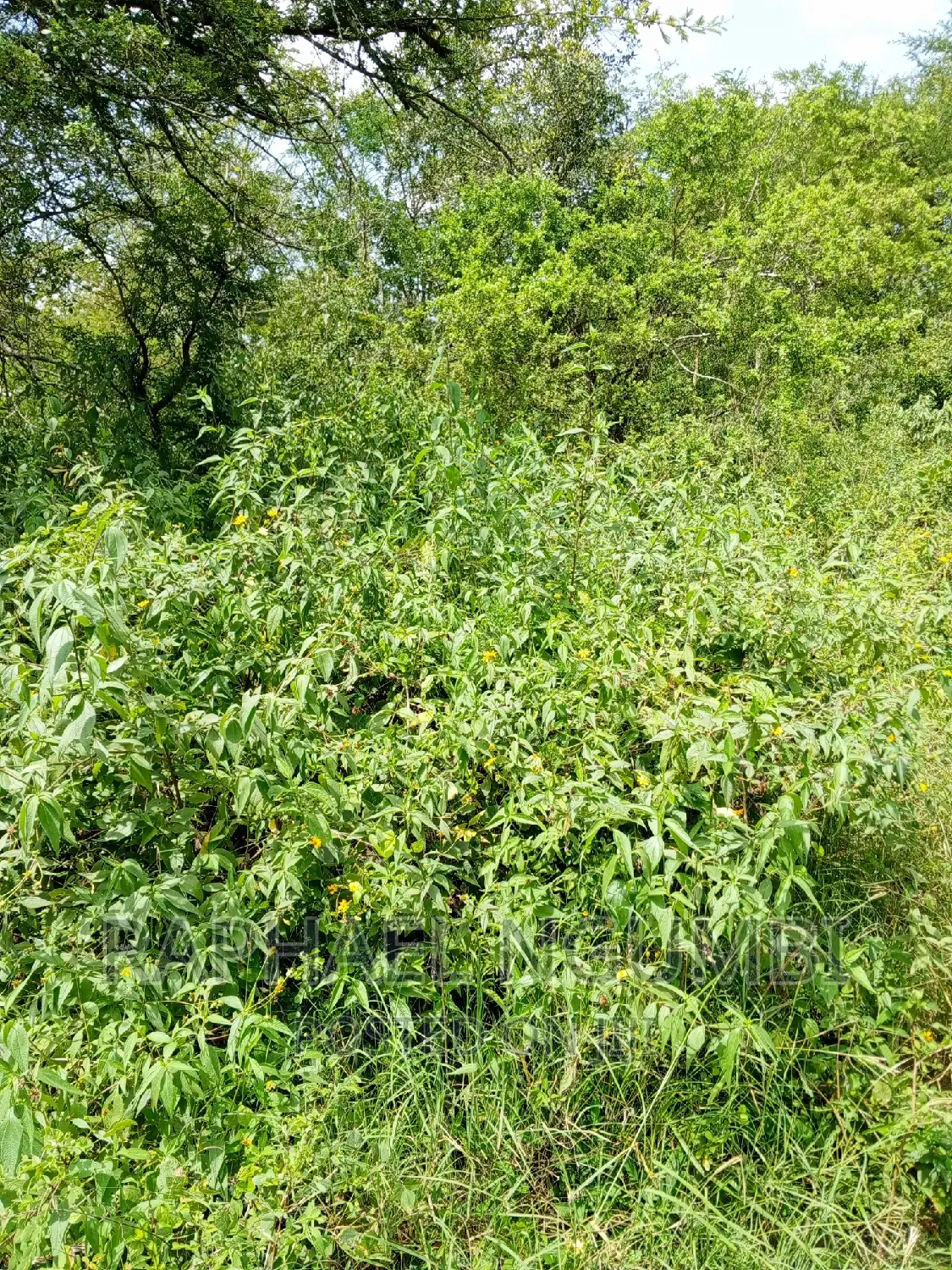 Eleven (11) Acres at Masii After Masii Girls.