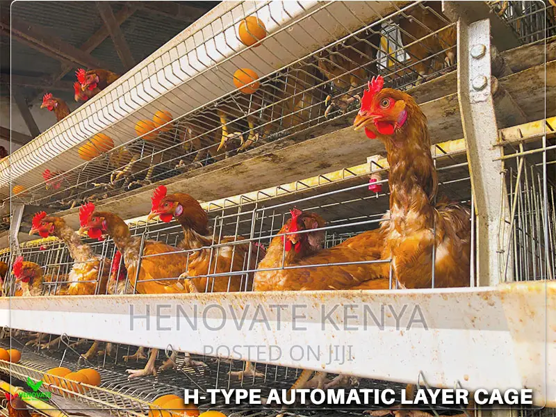 H-Type Layers Cage in Ruiru Kihunguro(Kenya)New