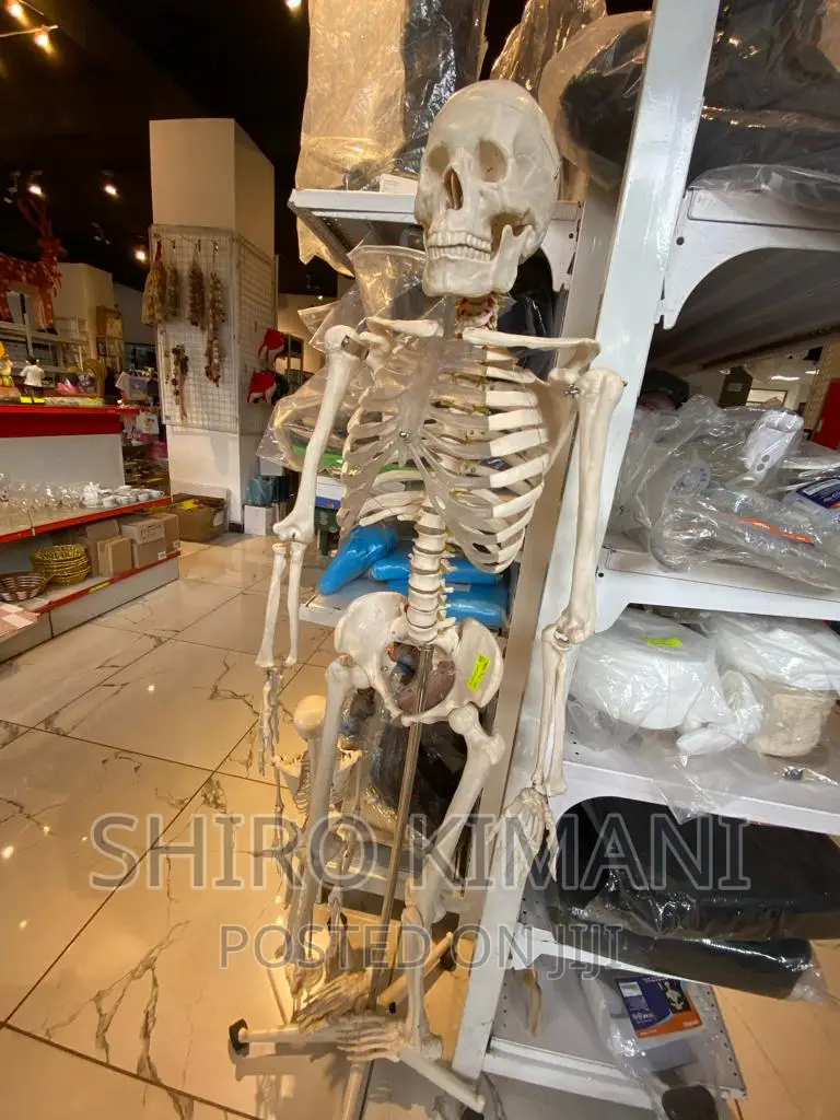 Skeleton And Skeleton