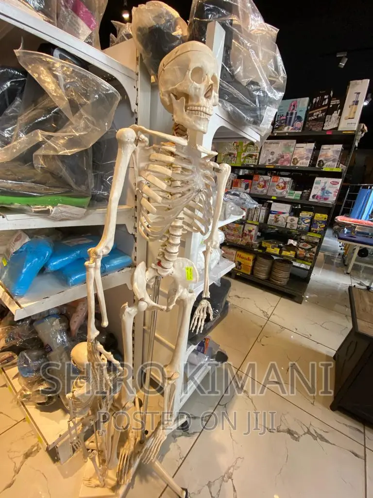 Skeleton And Skeleton
