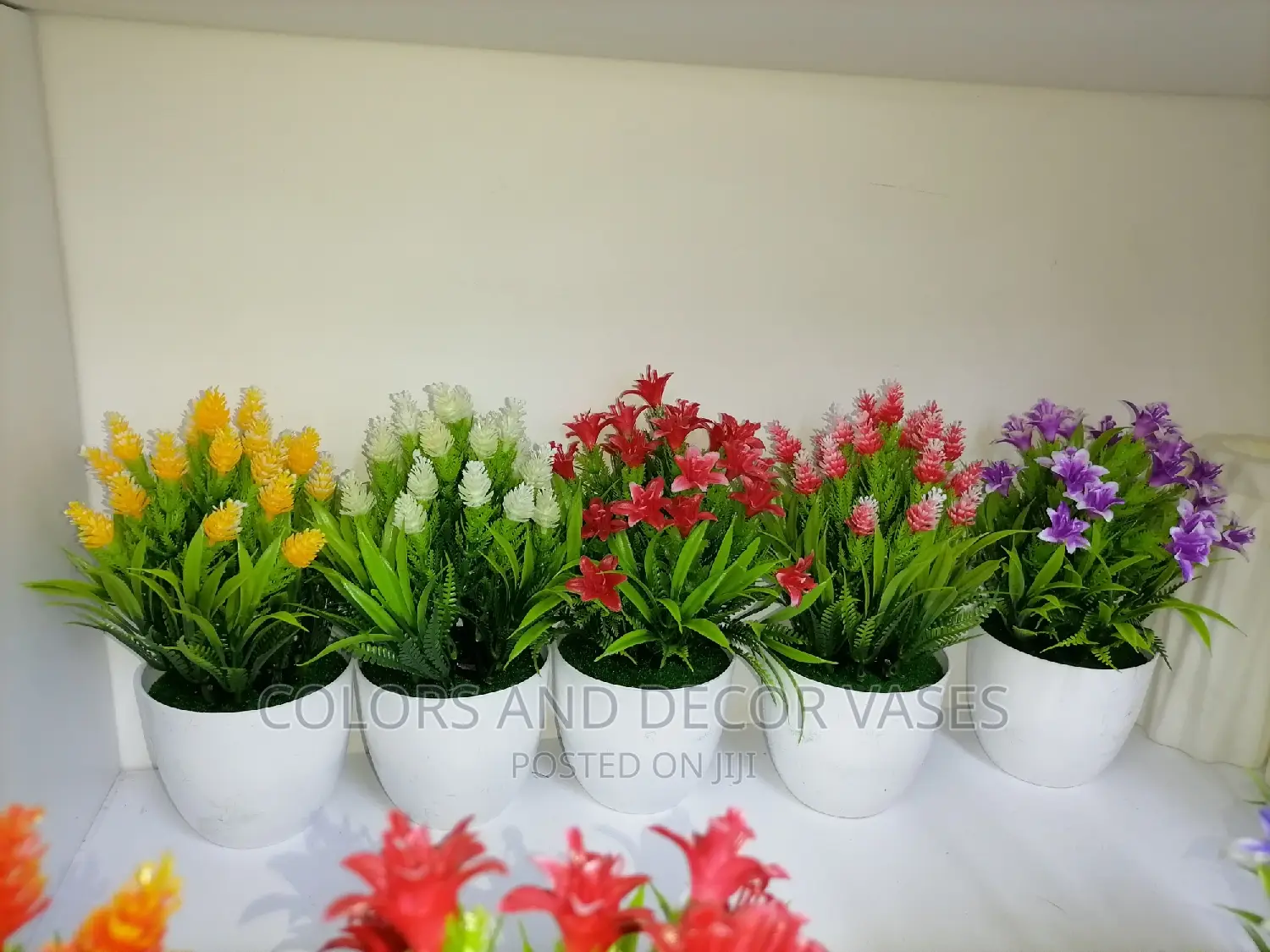 Bonsai Potted Plants Offer Price