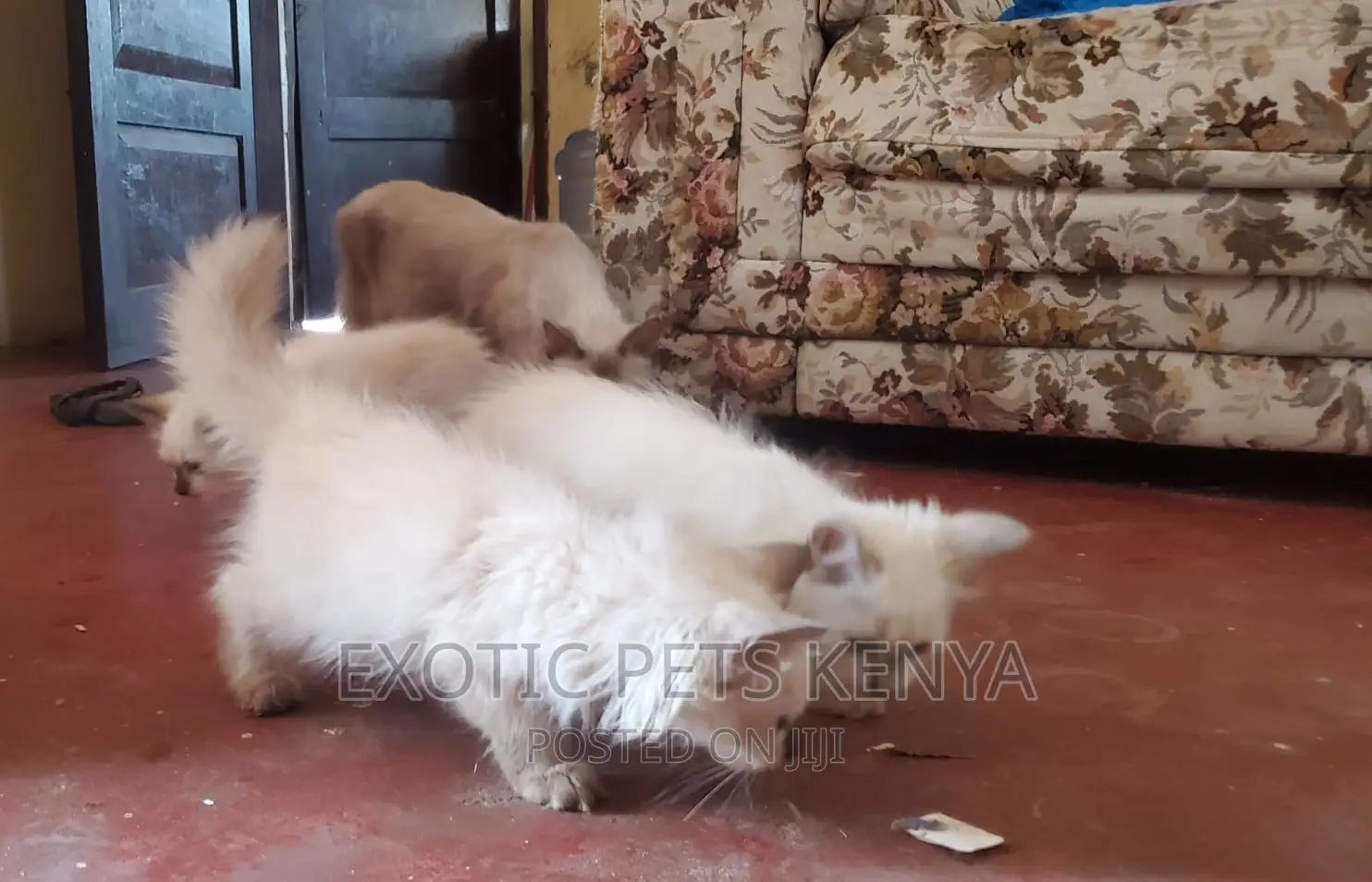 1-3 months Female Purebred Siamese