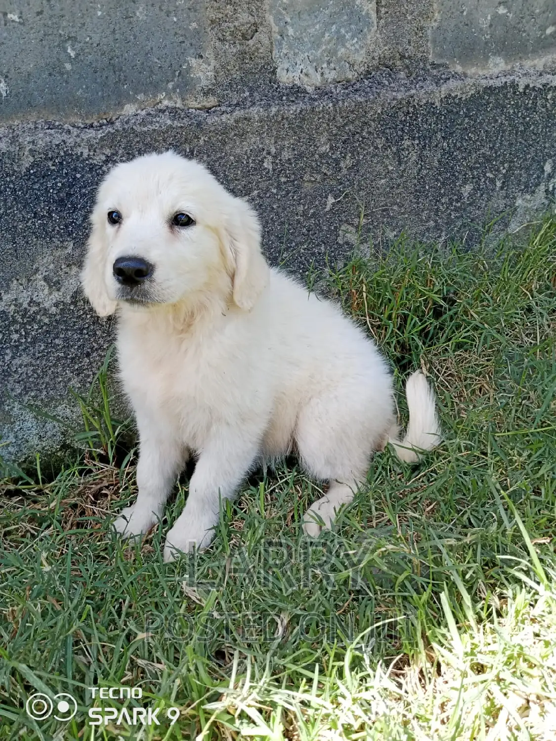 1-3 months Male Purebred Golden Retriever