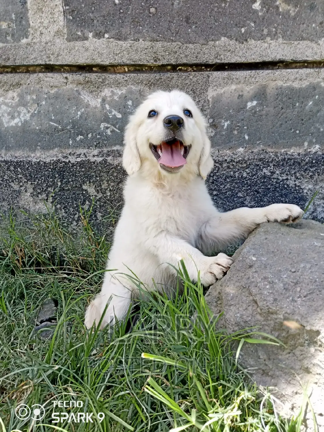 1-3 months Male Purebred Golden Retriever