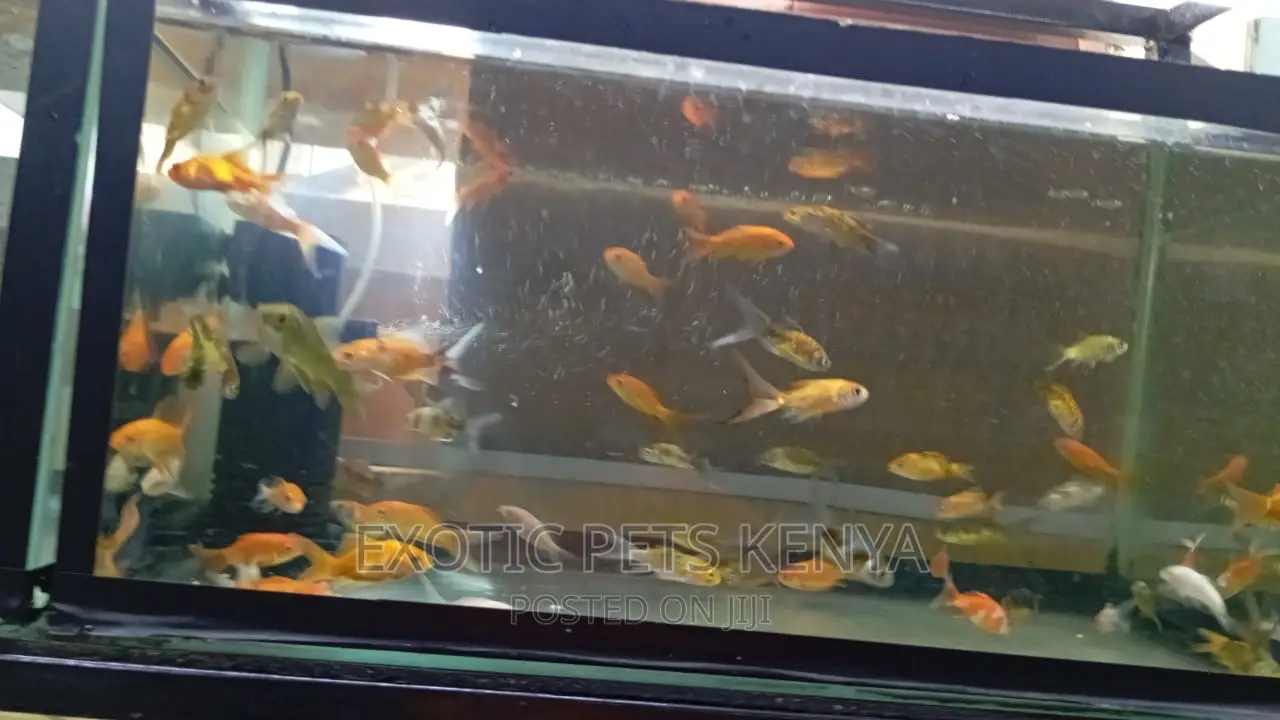 Goldfish for Sale