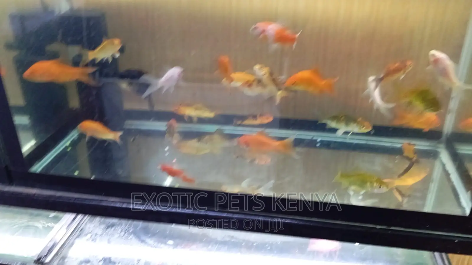 Goldfish for Sale