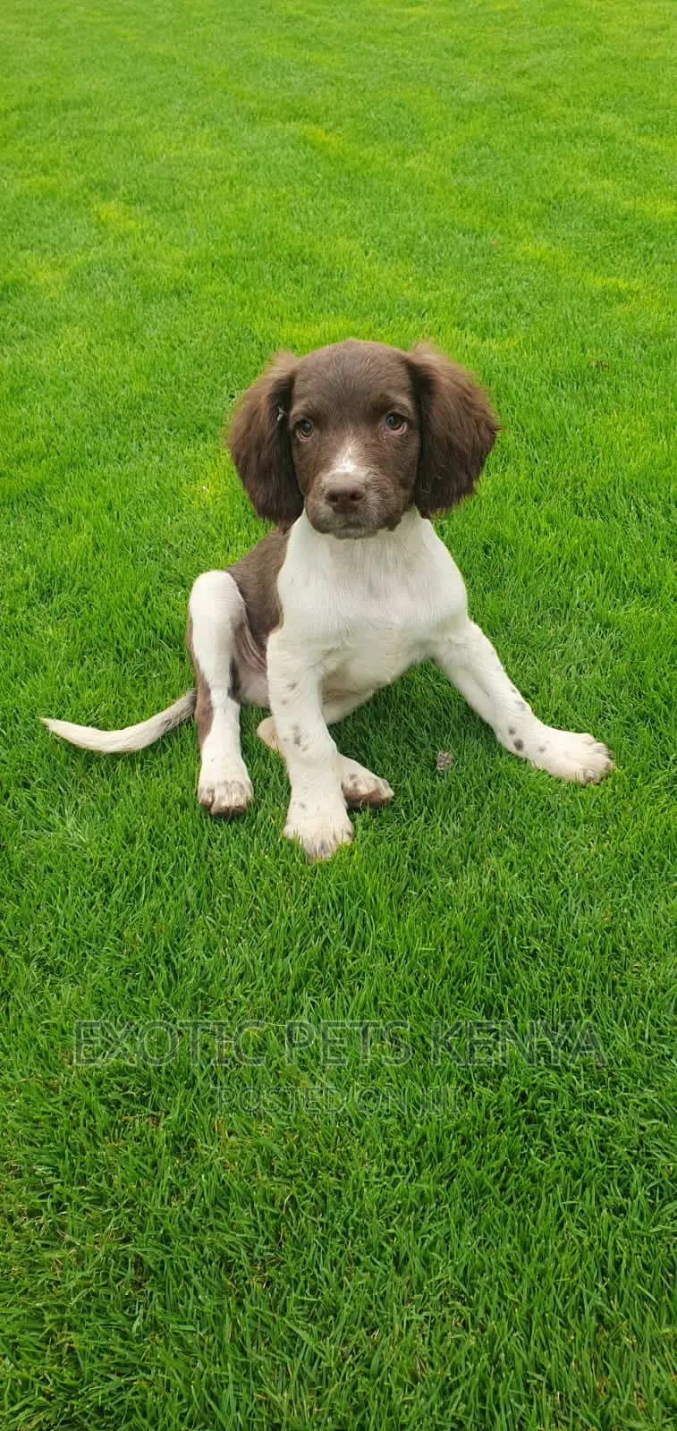 1-3 months Male Purebred English Springer Spaniel