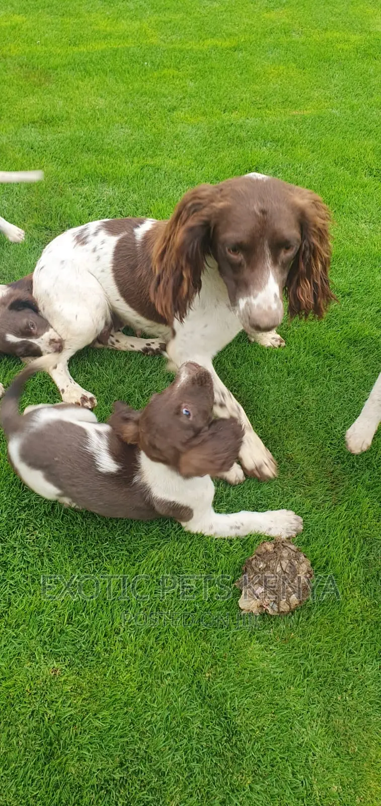 1-3 months Male Purebred English Springer Spaniel