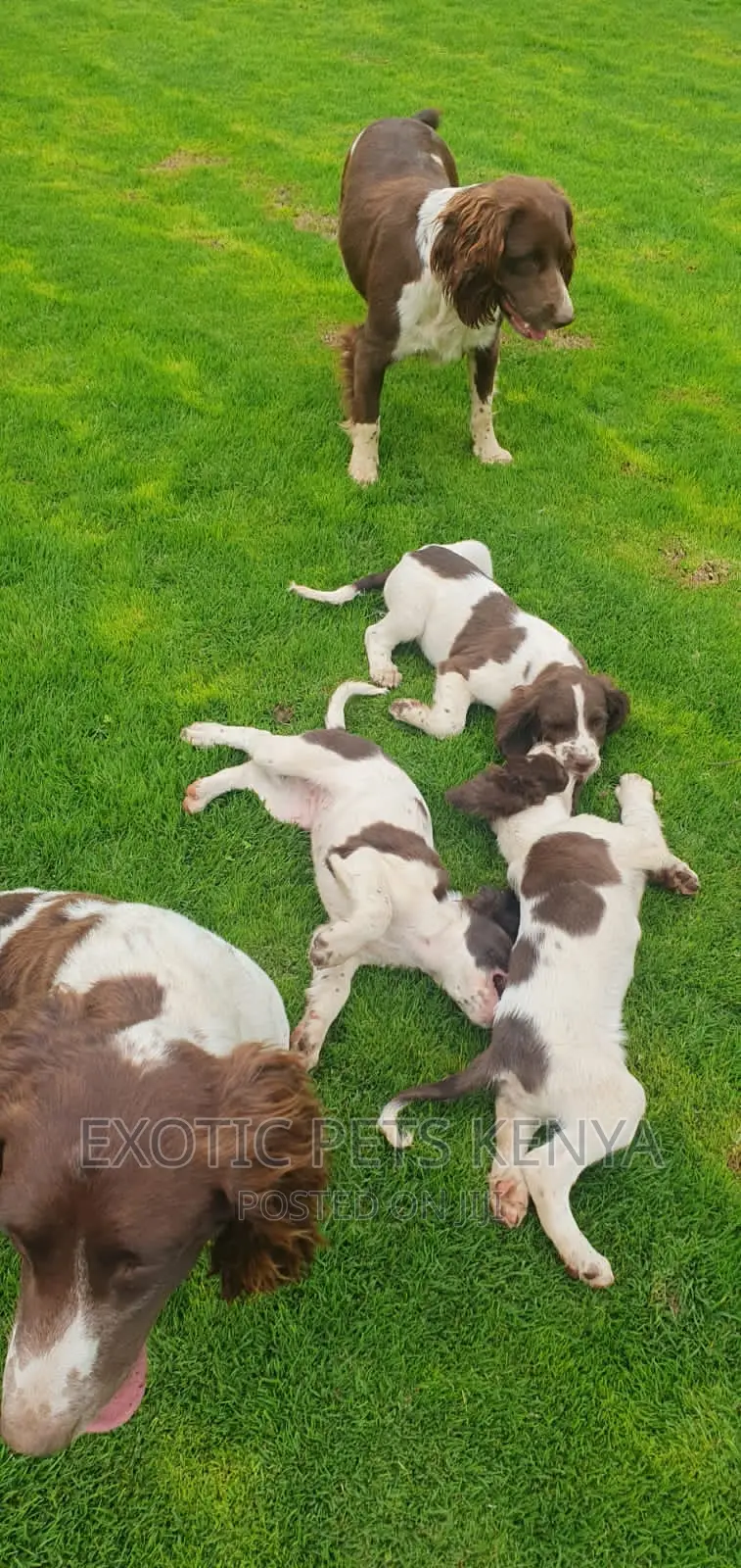 1-3 months Male Purebred English Springer Spaniel