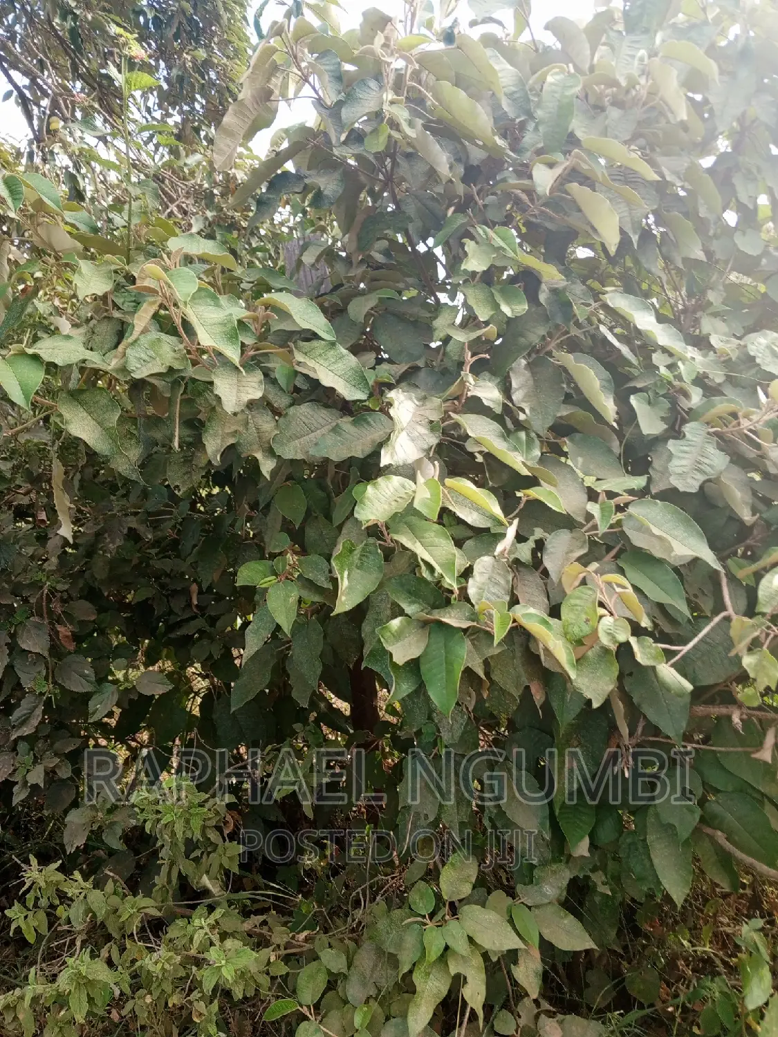 Machakos Mbumbuni Porini Plots