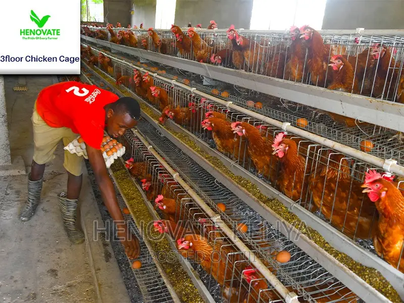 3 Tiers 96 Birds Layer Cage in Kenya