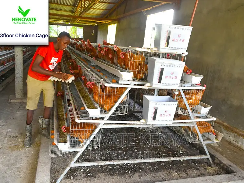 3 Tiers 96 Birds Layer Cage in Kenya