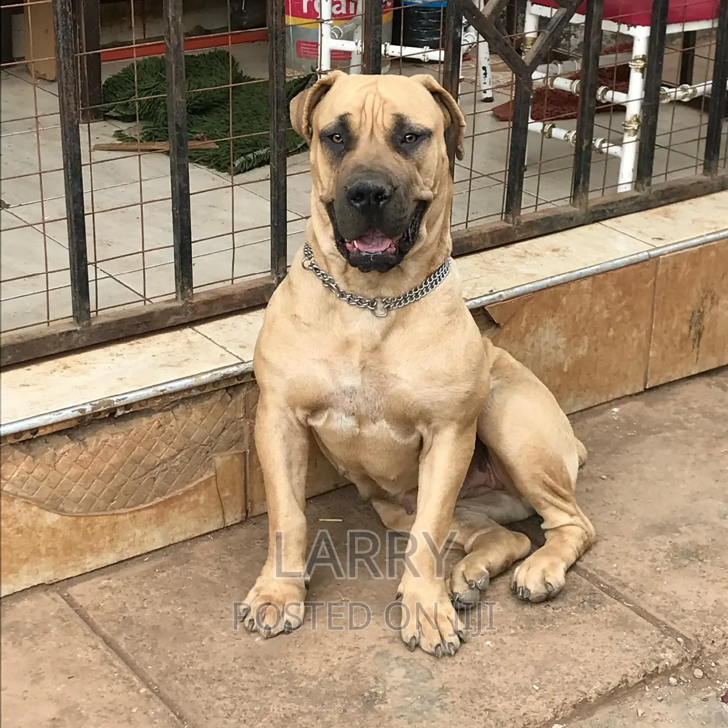 1+ year Female Purebred Boerboel