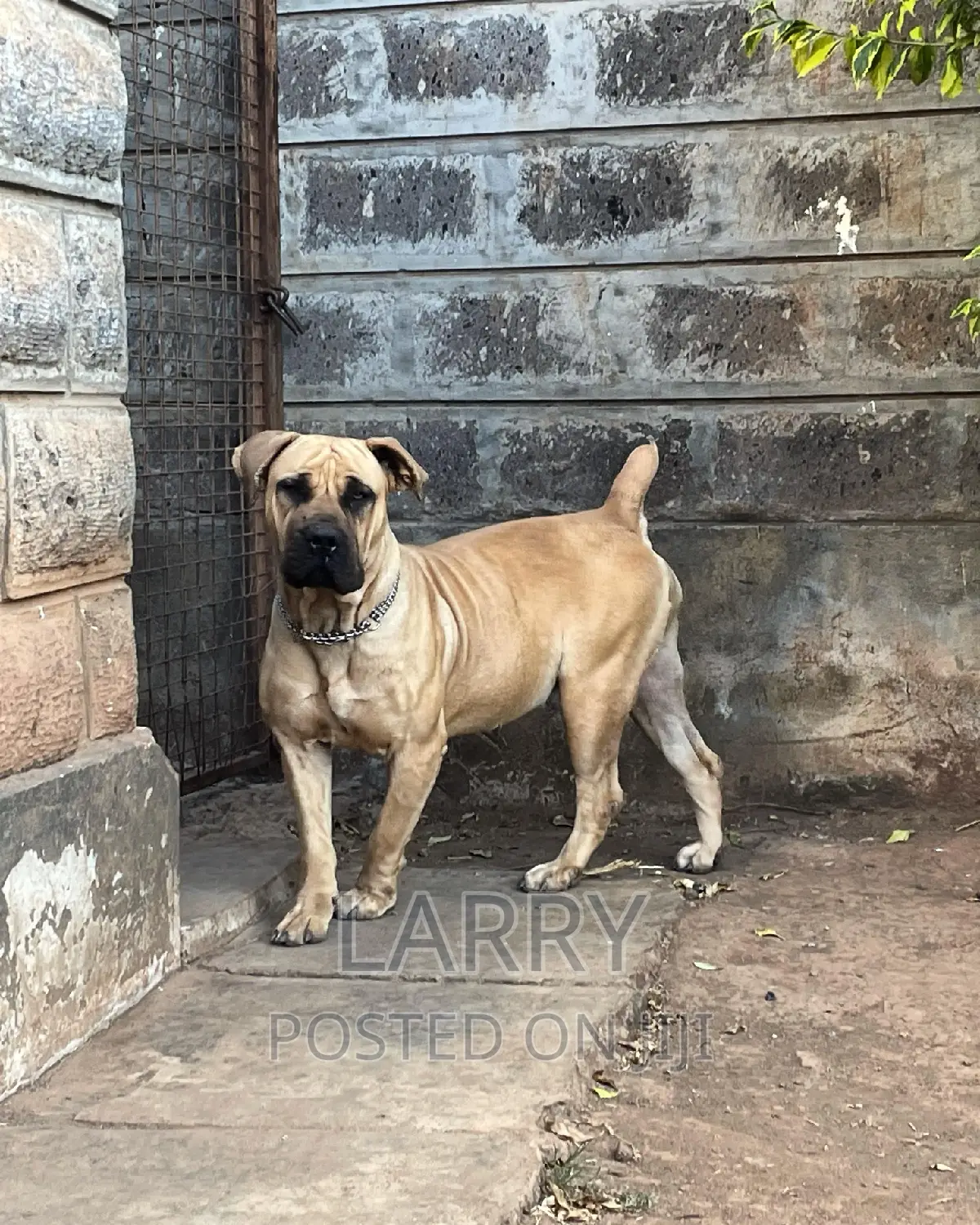 1+ year Female Purebred Boerboel