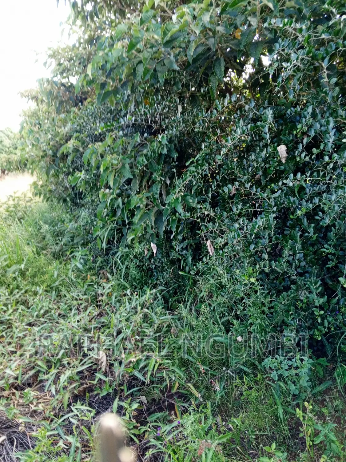 Two (2) Prime Acres at Thaitha Kimutwa Muumandu