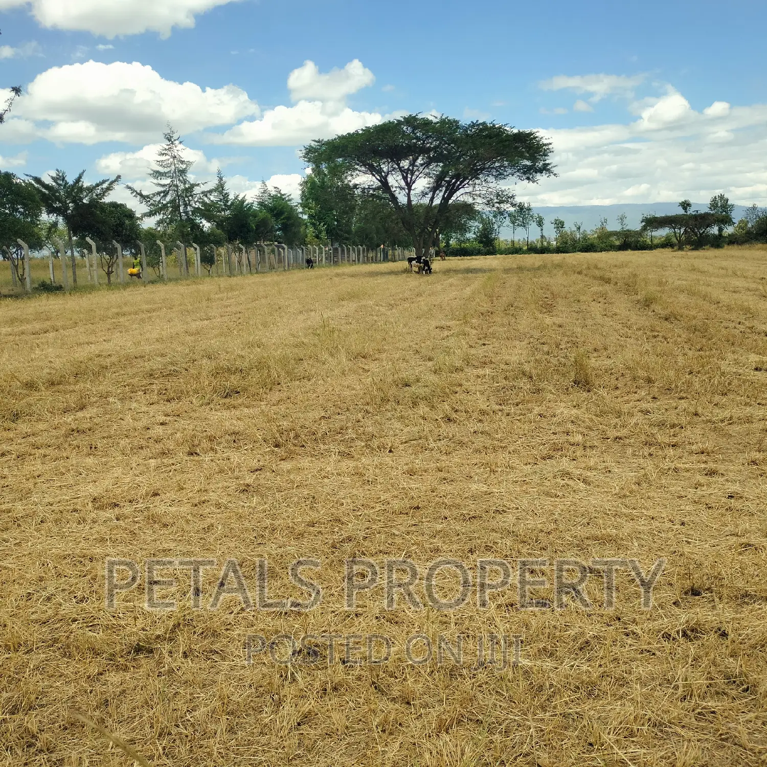 3 Acres for Sale Tumaini Kabarak