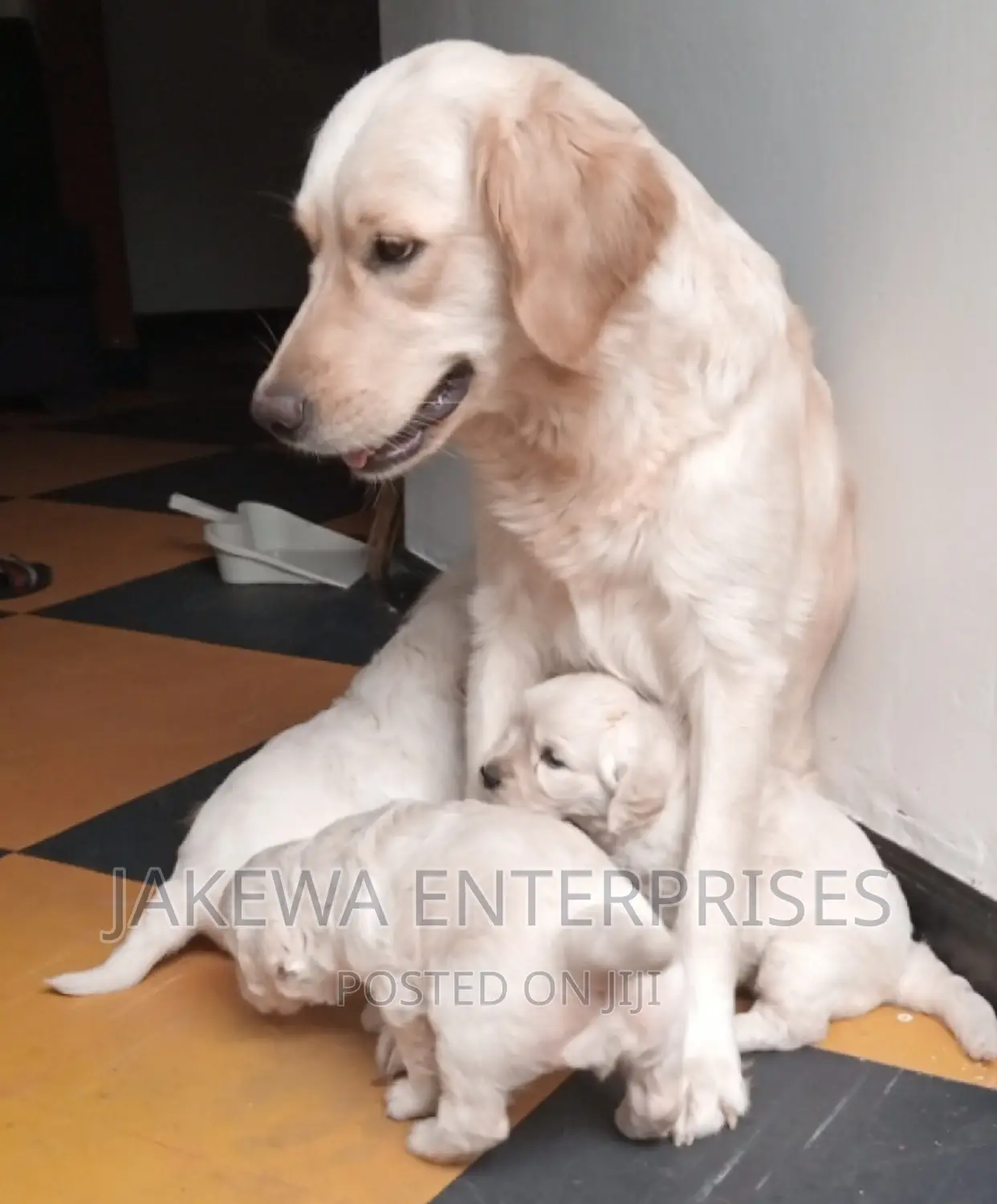 1-3 months Male Purebred Golden Retriever